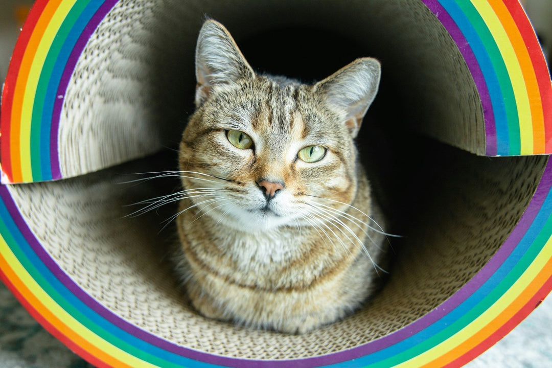 How to Train a Cat Using Catnip: Treats, Training and Tranquility 🌈