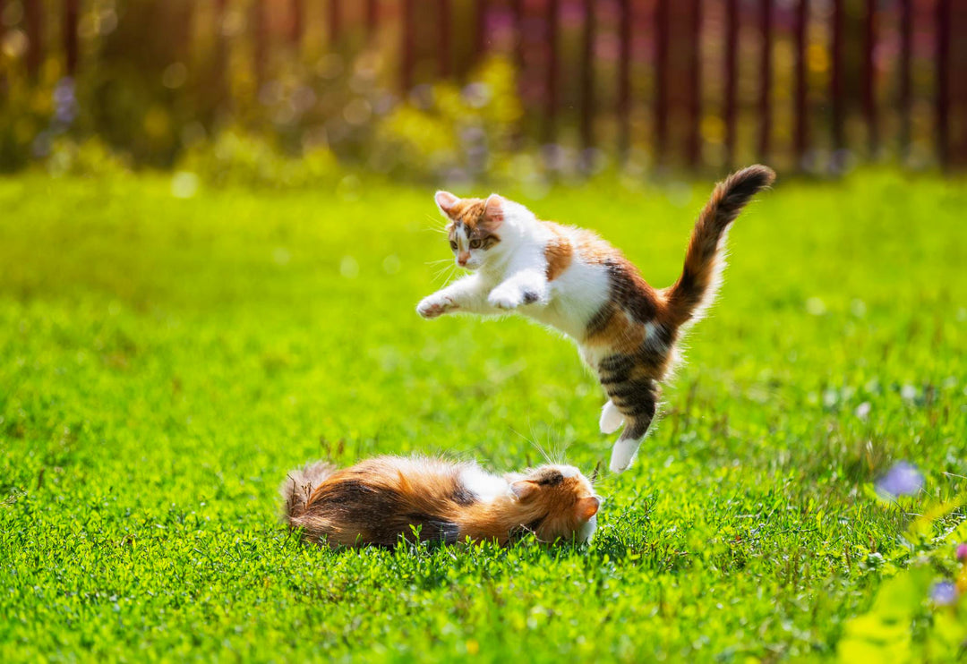 Shake That Tail! How to Get Your Lazy Cat Groovin’ with Catnip and Silvervine 🕺