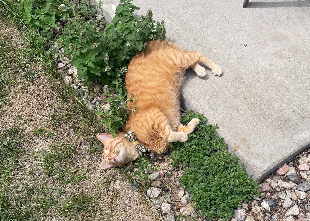 Why Do Cats Like Catnip? A Far-Out Feline Obsession