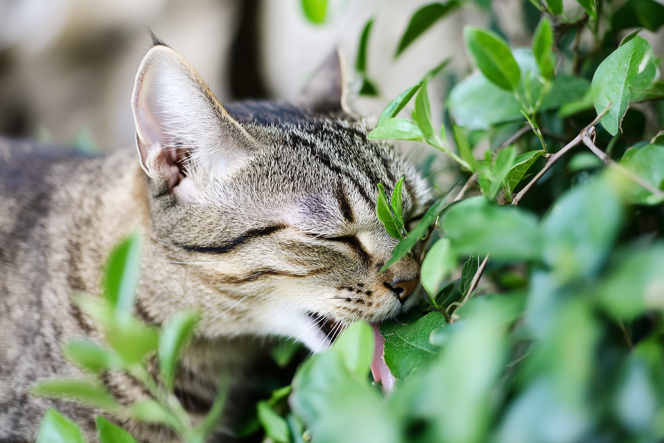 Silvervine For Cats: The Secret to a Far-Out Feline Frenzy