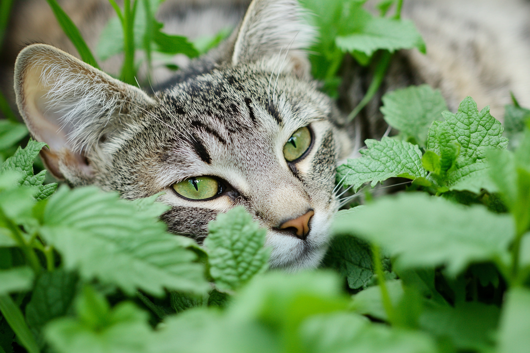Get Hip to the Nip: Why Fresh, Organic Catnip is the Cat’s Meow 🌿