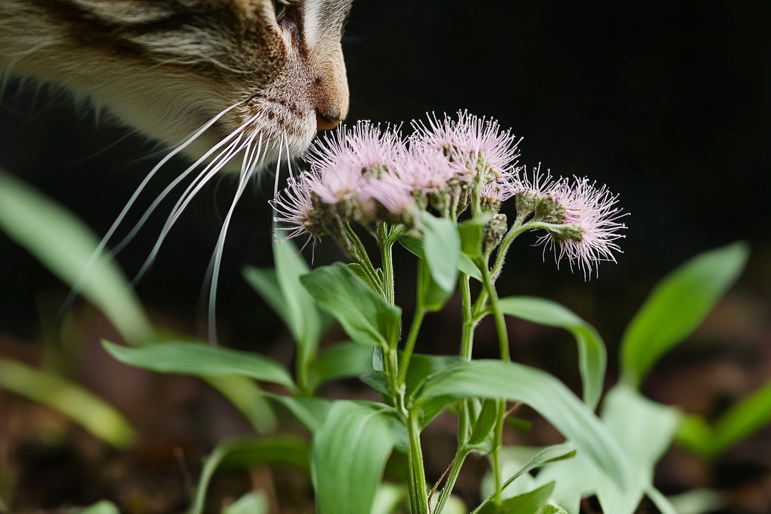 What’s That Smell? The Pungent Power of Valerian Root (And Why Cats Dig It!)