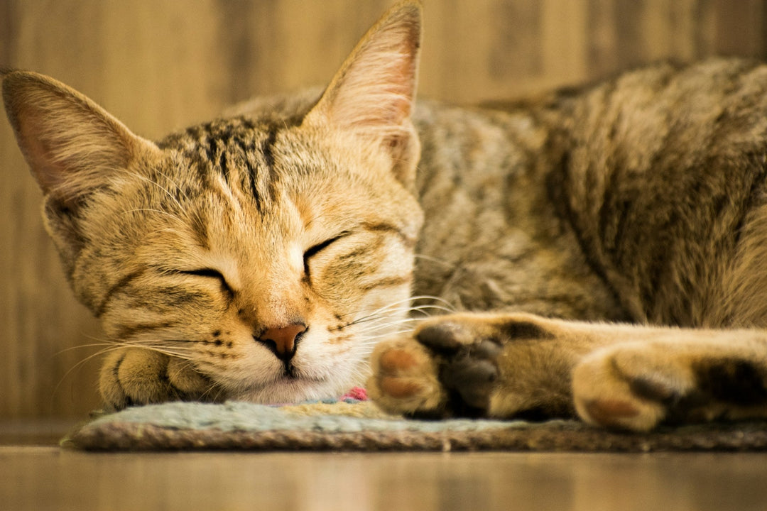 Felines and Fireworks: How to Keep your Cat Safe, Calm and Happy on Fourth of July