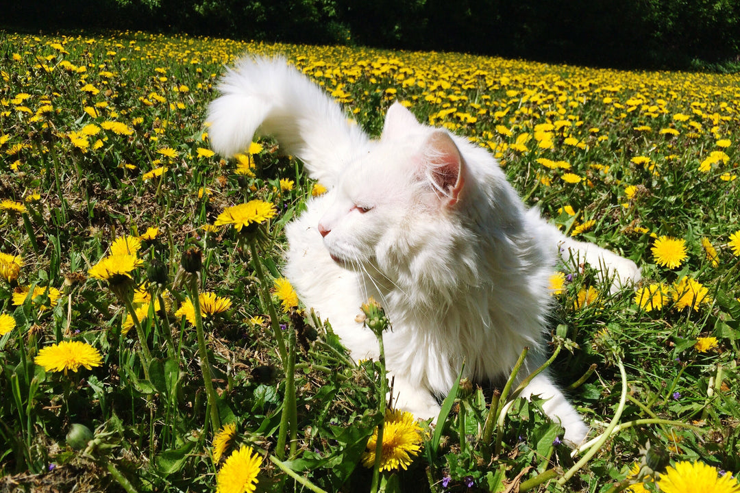 Dandelion for Cats: Nature's Uplifting Herb 🌼